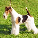 刚毛猎狐㹴-缩略图-10