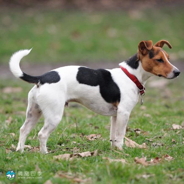 杰克拉希尔㹴-1