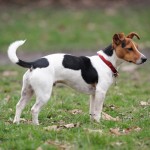 杰克拉希尔㹴-缩略图-1