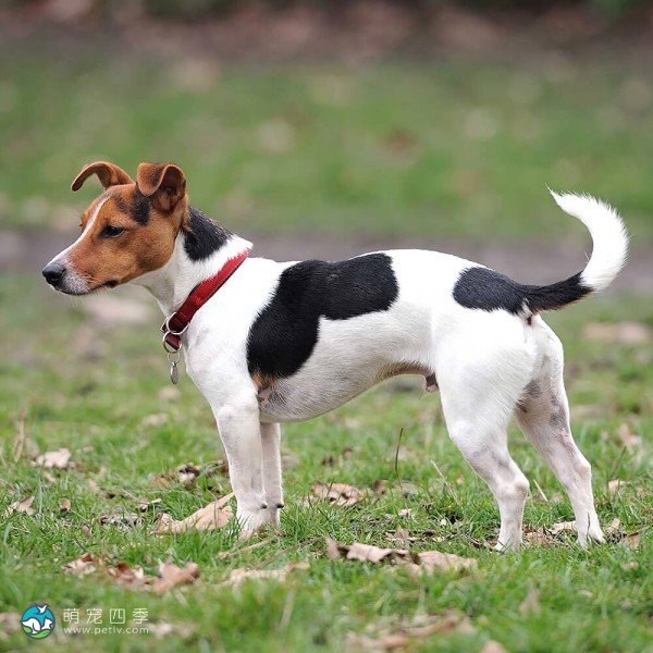 杰克拉希尔㹴-2