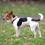 杰克拉希尔㹴-缩略图-2