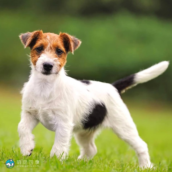 杰克拉希尔㹴-3