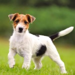 杰克拉希尔㹴-缩略图-3