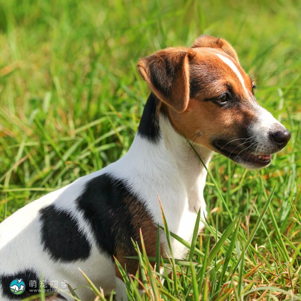 杰克拉希尔㹴-4