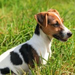 杰克拉希尔㹴-缩略图-4