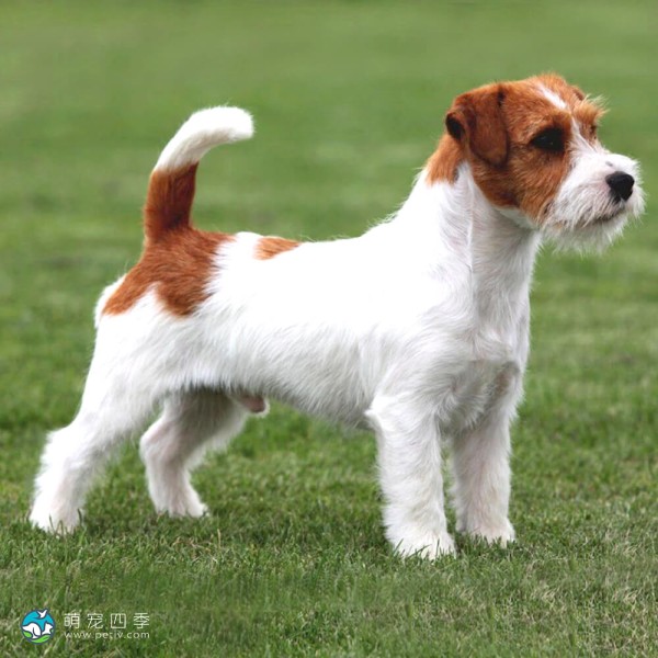 杰克拉希尔㹴-5