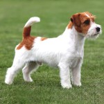 杰克拉希尔㹴-缩略图-5