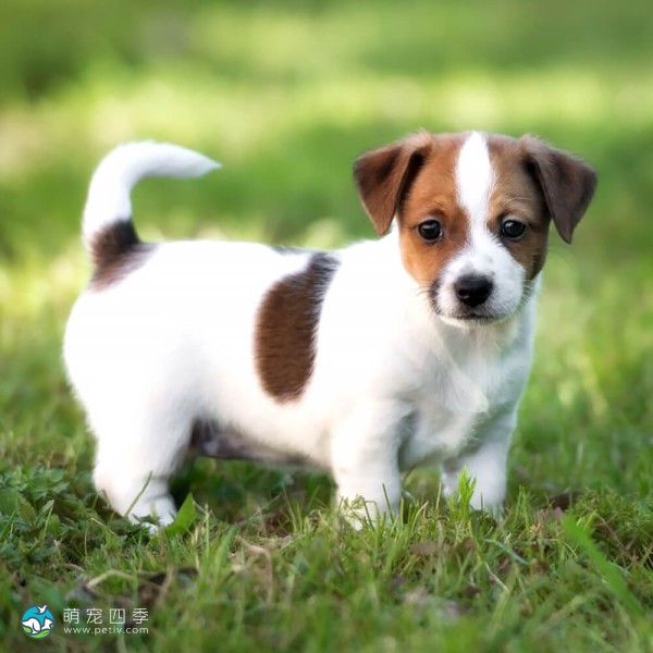 杰克拉希尔㹴-6