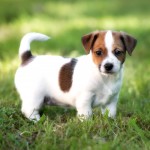 杰克拉希尔㹴-缩略图-6