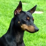 英国玩具㹴-缩略图-1