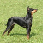 英国玩具㹴-缩略图-3