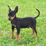 英国玩具㹴-缩略图-4