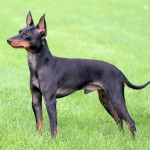 英国玩具㹴-缩略图-6