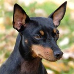 英国玩具㹴-缩略图-7