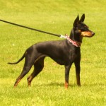 英国玩具㹴-缩略图-8