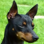 英国玩具㹴-缩略图-9