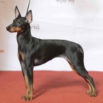 英国玩具㹴-缩略图-10