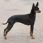 英国玩具㹴-缩略图-11