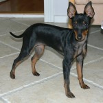 英国玩具㹴-缩略图-12