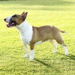 牛头㹴-缩略图-1