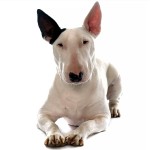 牛头㹴-缩略图-2