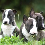 牛头㹴-缩略图-3