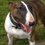 牛头㹴-缩略图-4