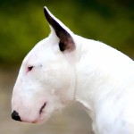 牛头㹴-缩略图-5