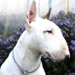 牛头㹴-缩略图-6