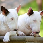 牛头㹴-缩略图-7