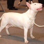 牛头㹴-缩略图-8