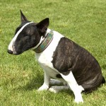 牛头㹴-缩略图-9