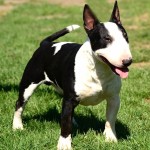 牛头㹴-缩略图-11