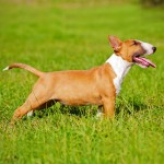 牛头㹴-缩略图-12