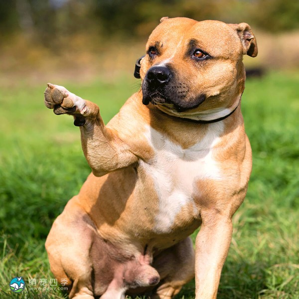 斯塔福郡牛头㹴-1