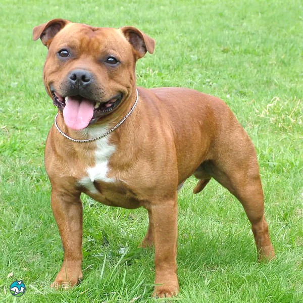 斯塔福郡牛头㹴-2