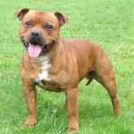 斯塔福郡牛头㹴-缩略图-2