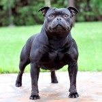 斯塔福郡牛头㹴-缩略图-3