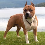 斯塔福郡牛头㹴-缩略图-4