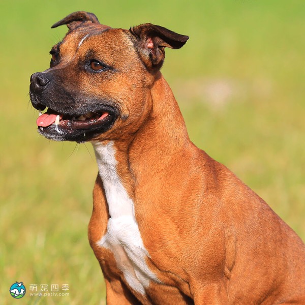 斯塔福郡牛头㹴-5