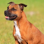 斯塔福郡牛头㹴-缩略图-5