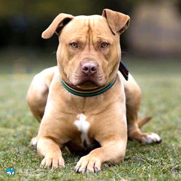 斯塔福郡牛头㹴-6