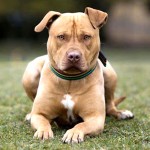 斯塔福郡牛头㹴-缩略图-6