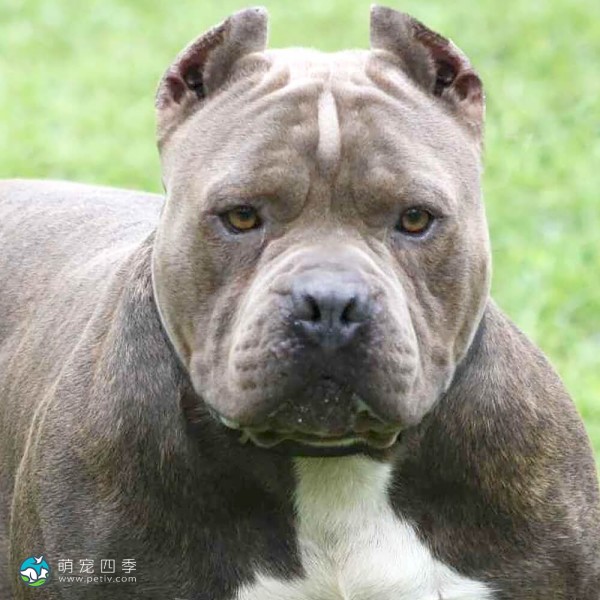 斯塔福郡牛头㹴-7