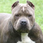 斯塔福郡牛头㹴-缩略图-7