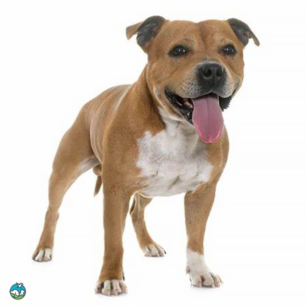 斯塔福郡牛头㹴-8