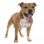 斯塔福郡牛头㹴-缩略图-8