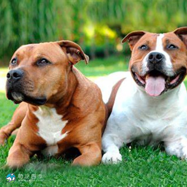 斯塔福郡牛头㹴-9