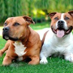 斯塔福郡牛头㹴-缩略图-9