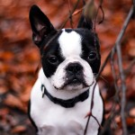 波士顿㹴-缩略图-1